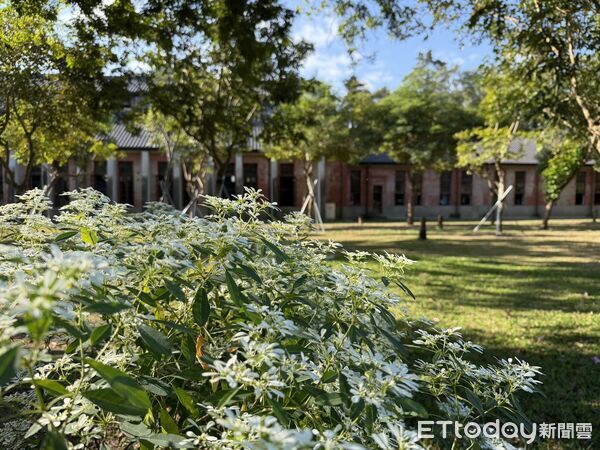 ▲台南山上花園水道博物館聖誕白雪進入盛開期,純白花海映襯百年紅磚建築,成為冬季限定美景。(記者林東良翻攝,下同)