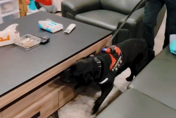 退役工作犬。(圖/農業部提供)