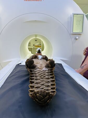 落難穿山甲康復之路。(圖/翻攝自Umoya Khulula Wildlife Centre)