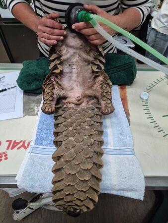 落難穿山甲康復之路。(圖/翻攝自Umoya Khulula Wildlife Centre)