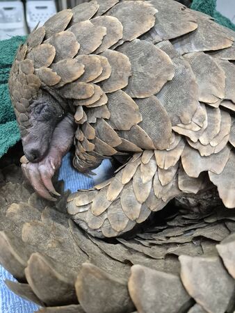 落難穿山甲康復之路。(圖/翻攝自Umoya Khulula Wildlife Centre)