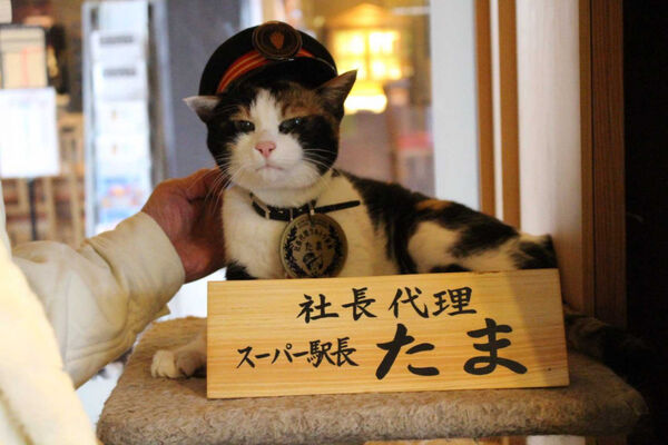 社葬儀式於和歌山縣紀之川市的貴志站舉行,場面莊重,貓站長遺像擺設於站內供人悼念。(圖/翻攝自X,@ekichoTAMA)