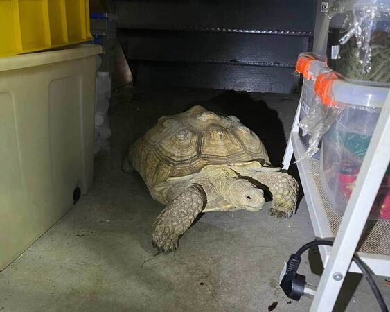 ▲陸龜失蹤一夜竟是爬進自家倉庫。(圖/民眾提供)