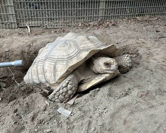 ▲陸龜失蹤一夜竟是爬進自家倉庫。(圖/民眾提供)