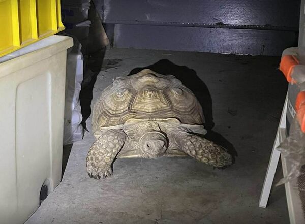 ▲陸龜失蹤一夜竟是爬進自家倉庫。(圖/民眾提供)