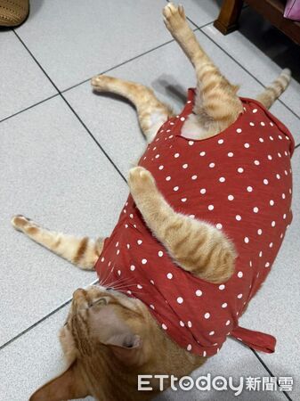 ▲。(圖/Threads@hsing_ying_tsai提供,請勿隨意翻拍,以免侵權。)