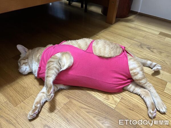 ▲。(圖/Threads@hsing_ying_tsai提供,請勿隨意翻拍,以免侵權。)