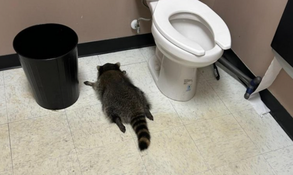 浣熊大字形醉倒廁所全球走紅 警爆料「牠是慣犯」多項前科曝光。(圖/翻攝自Hanover County Animal Protection and Shelter)
