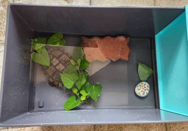 ▲八德國中師生救援迷路小烏龜