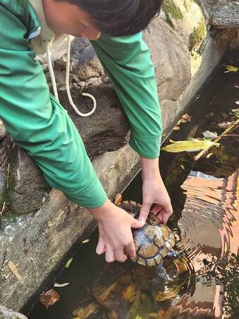 ▲八德國中師生救援迷路小烏龜