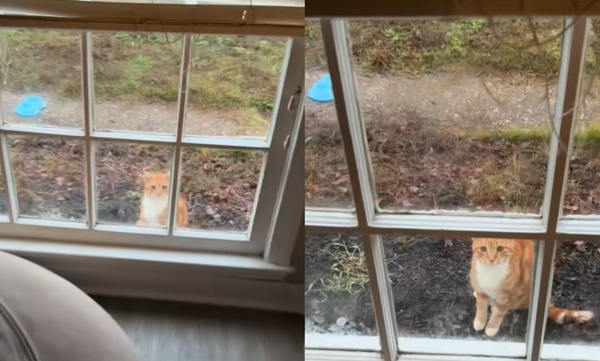 流浪橘貓每天準時報到 「窗外狂做1動作」萌翻網:牠很信任你。(圖/翻攝自TikTok/kateperky13)