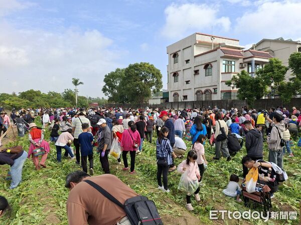 ▲▼ 114民雄花海與火車相遇 蹦出一場愛的火花 。(圖/民雄鄉公所提供)