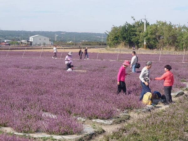 ▲彰化仙草花海吸引賞花遊客前往。(圖/民眾提供)
