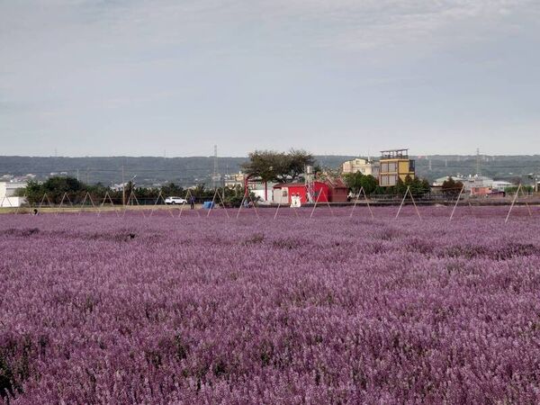 ▲彰化仙草花海吸引賞花遊客前往。(圖/民眾提供)