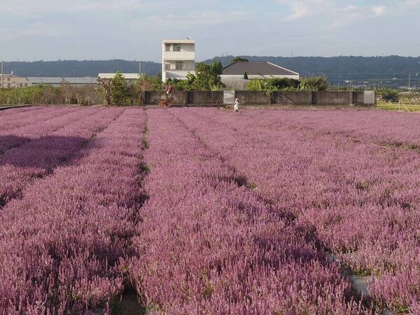 ▲彰化仙草花海吸引賞花遊客前往。(圖/民眾提供)