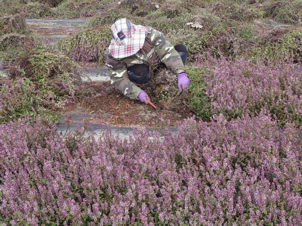 ▲彰化仙草花海吸引賞花遊客前往。(圖/民眾提供)