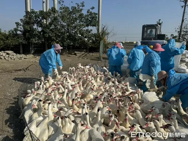 ▲防疫人員穿著全套防護裝備,執行撲殺與消毒作業,防堵H5N1疫情擴散。(圖/記者游瓊華翻攝)