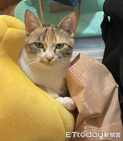 ▲。(圖/Threads@i_have7cats提供,請勿隨意翻拍,以免侵權。)