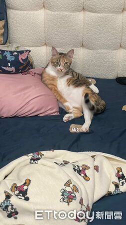 ▲。(圖/Threads@i_have7cats提供,請勿隨意翻拍,以免侵權。)