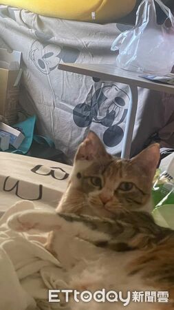 ▲。(圖/Threads@i_have7cats提供,請勿隨意翻拍,以免侵權。)