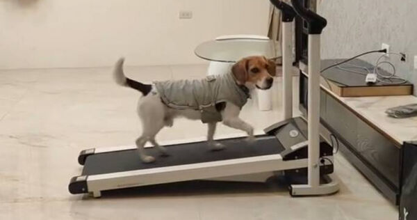 搜救犬自律跑跑步機。(圖/翻攝自Threads@tdda_cd24)