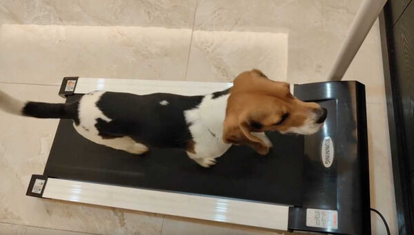 搜救犬自律跑跑步機。(圖/翻攝自Threads@tdda_cd24)