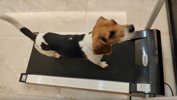 搜救犬自律跑跑步機。(圖/翻攝自Threads@tdda_cd24)