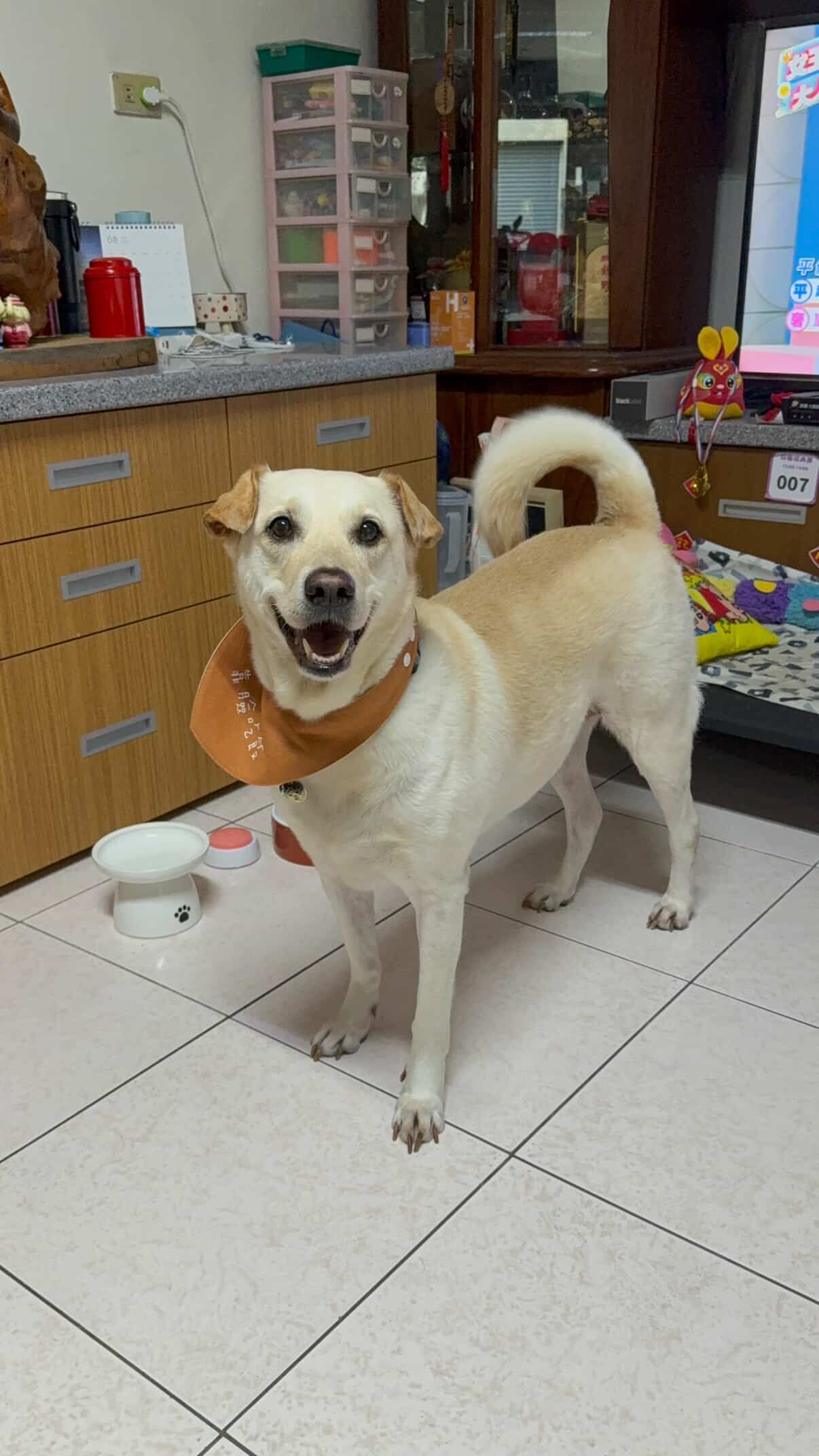 ▲從拒養到淪陷!媽瘋狂唱歌逗汪 米克斯滿臉無奈:到底誰哄誰。(圖/家有拉企 Lucky @myname_is_lucky提供,請勿隨意翻拍,以免侵權。)