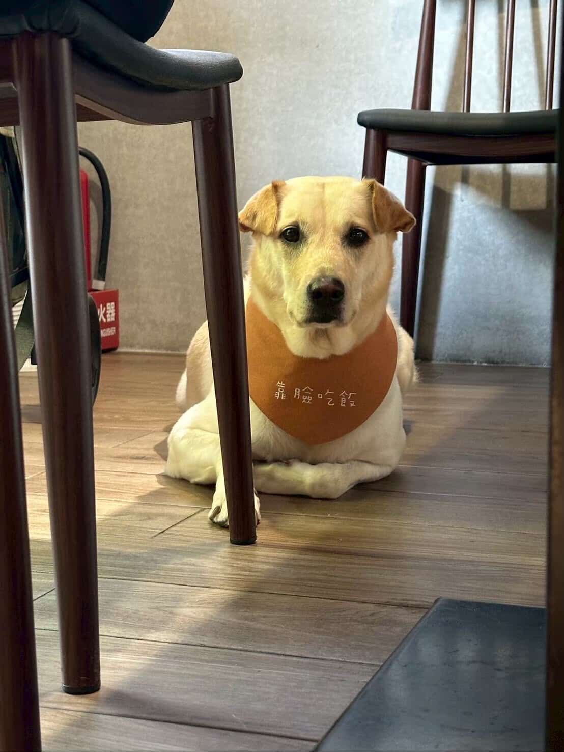 ▲從拒養到淪陷!媽瘋狂唱歌逗汪 米克斯滿臉無奈:到底誰哄誰。(圖/家有拉企 Lucky @myname_is_lucky提供,請勿隨意翻拍,以免侵權。)