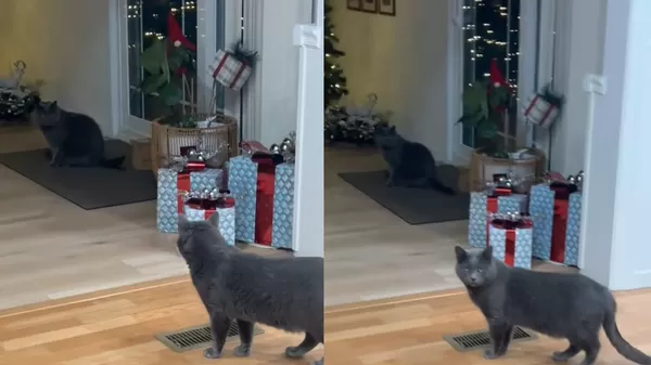 飼主6個月前街上找回失蹤貓 1年後驚見「真貓自己返家」傻眼。(圖/翻攝自TikTok/angia_v)