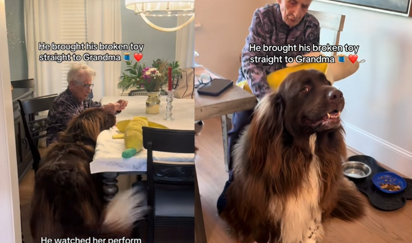 娃娃壞掉巨汪焦急找「最愛奶奶」幫忙 一旁耐心搖尾等待超萌。(圖/翻攝自TikTok/chewythenewfie)