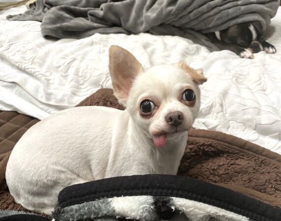 ▲。(圖/翻攝自X/@tanu_ha_inu)