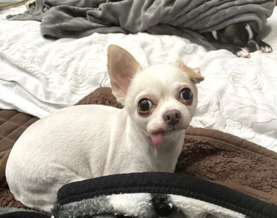 ▲。(圖/翻攝自X/@tanu_ha_inu)