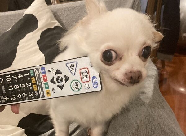 ▲。(圖/翻攝自X/@tanu_ha_inu)