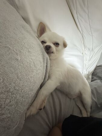 ▲。(圖/翻攝自X/@tanu_ha_inu)