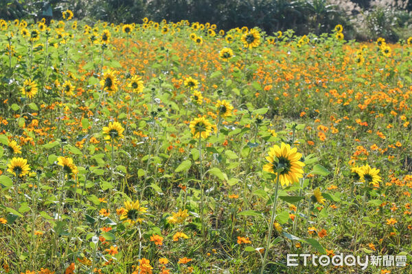 ▲新竹關西鎮仙草加工廠旁,今年種植逾1公頃(3025坪)的仙草與波斯菊花田、向日葵,12/16花況滿開,仙草花。(圖/記者彭懷玉攝)