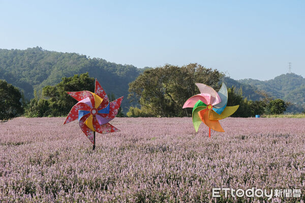 ▲新竹關西鎮仙草加工廠旁,今年種植逾1公頃(3025坪)的仙草與波斯菊花田、向日葵,12/16花況滿開,仙草花。(圖/記者彭懷玉攝)