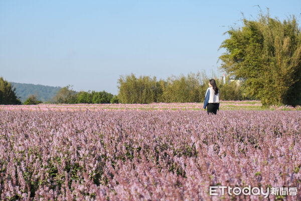 ▲新竹關西鎮仙草加工廠旁,今年種植逾1公頃(3025坪)的仙草與波斯菊花田、向日葵,12/16花況滿開,仙草花。(圖/記者彭懷玉攝)