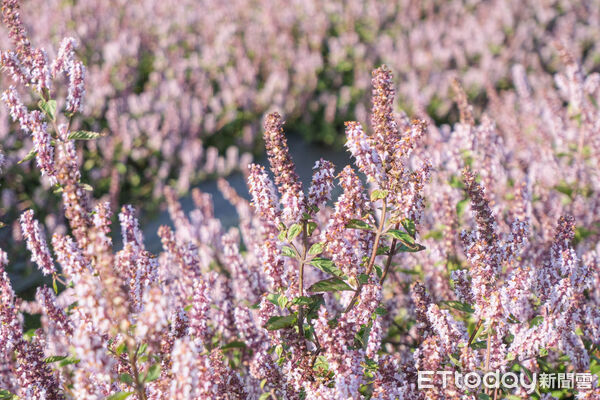 ▲新竹關西鎮仙草加工廠旁,今年種植逾1公頃(3025坪)的仙草與波斯菊花田、向日葵,12/16花況滿開,仙草花。(圖/記者彭懷玉攝)