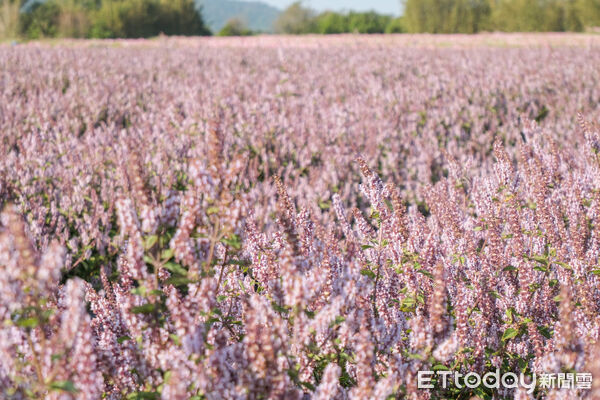 ▲新竹關西鎮仙草加工廠旁,今年種植逾1公頃(3025坪)的仙草與波斯菊花田、向日葵,12/16花況滿開,仙草花。(圖/記者彭懷玉攝)