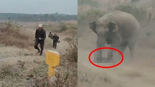 ▲▼ 想要自拍!他靠近野生大象 鏡頭前「遭活活踩死」 。(圖/翻攝X)