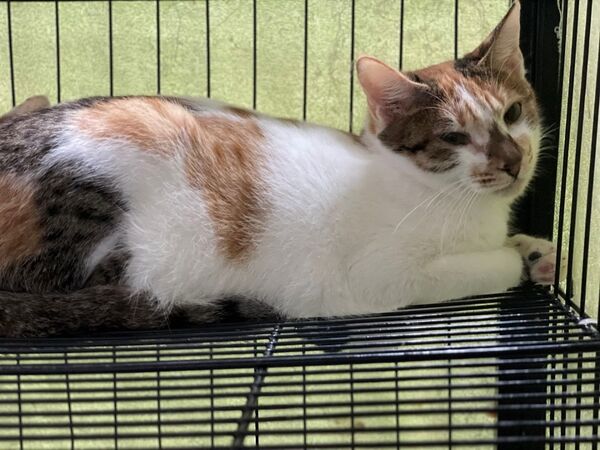 信義區虐待動物案件,1犬9貓被安置。(圖/取自台北市動保處)