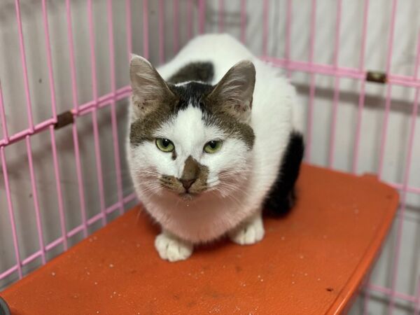 信義區虐待動物案件,1犬9貓被安置。(圖/取自台北市動保處)