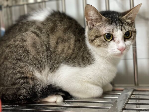 信義區虐待動物案件,1犬9貓被安置。(圖/取自台北市動保處)