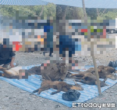 ▲屏檢檢警偵辦臺灣黑熊遭獵殺。(圖/資料照)