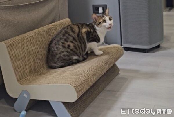 ▲(圖/Threads@poovz提供,請勿隨意翻拍,以免侵權。)