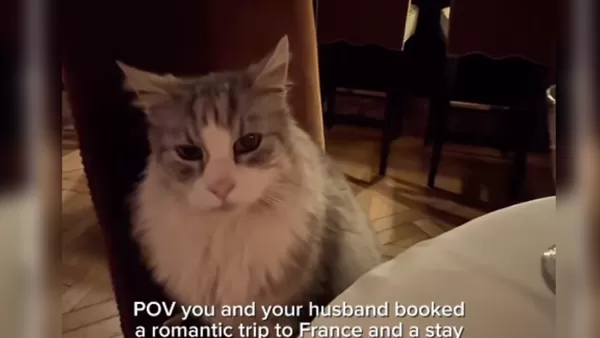 夫妻浪漫晚餐被電燈泡亂入 網見「最萌小三」秒原諒:牠是貴賓。(圖/翻攝自Instagram/fitfreiburgs)