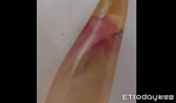 ▲▼大眼長尾鯊肚內看到「鯊魚寶寶」。(圖/楊晨東翻攝)