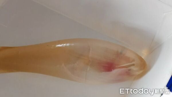 ▲▼大眼長尾鯊肚內看到「鯊魚寶寶」。(圖/楊晨東翻攝)