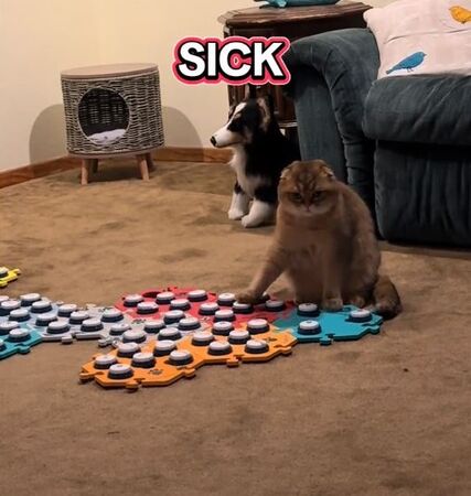 ▲。(圖/翻攝自TikTok/@puffindoestricks)